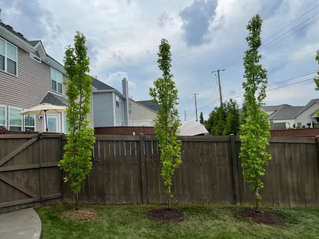 New trees set along a wood privacy fence